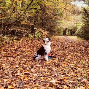 sitting on a leaf-covered forest path surrounded by colorful autumn trees in West Tennessee.