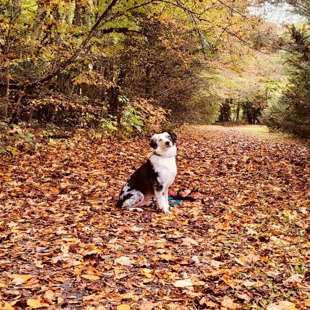 sitting on a leaf-covered forest path surrounded by colorful autumn trees in West Tennessee.