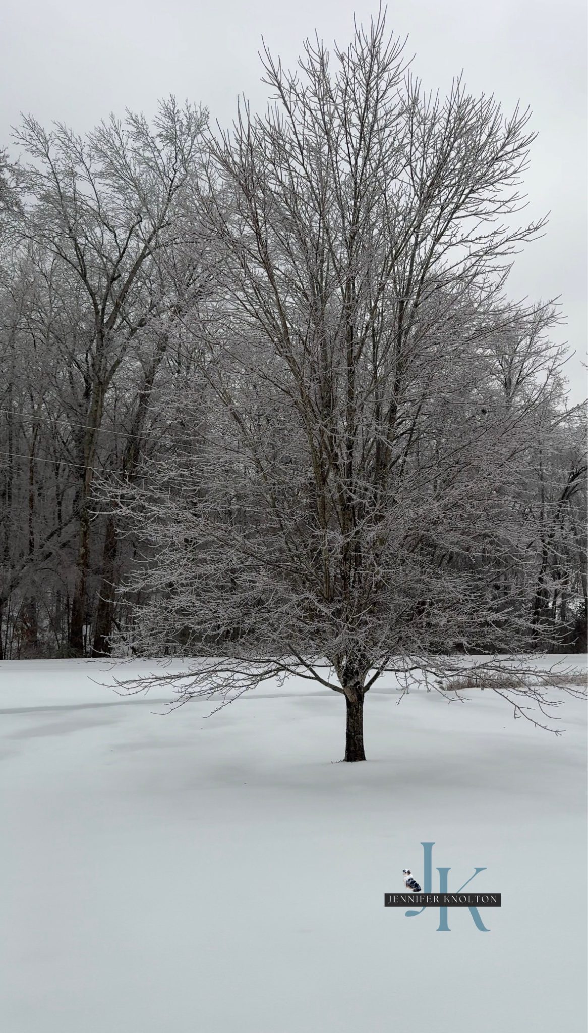 Snow-covered tree after a winter storm in West Tennessee symbolizing a clean start and new year planning for homeowners preparing to move